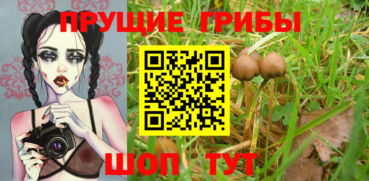Псилоцибиновые грибы прущие грибы Дмитров